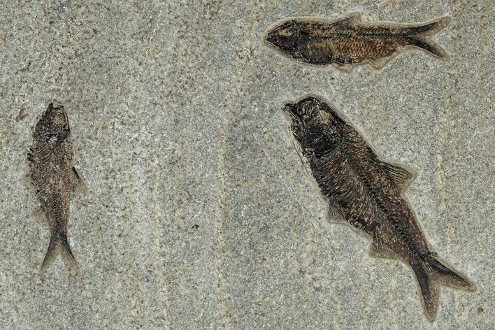 Multiple Fossil Fish (Knightia) Plate - Wyoming #309854